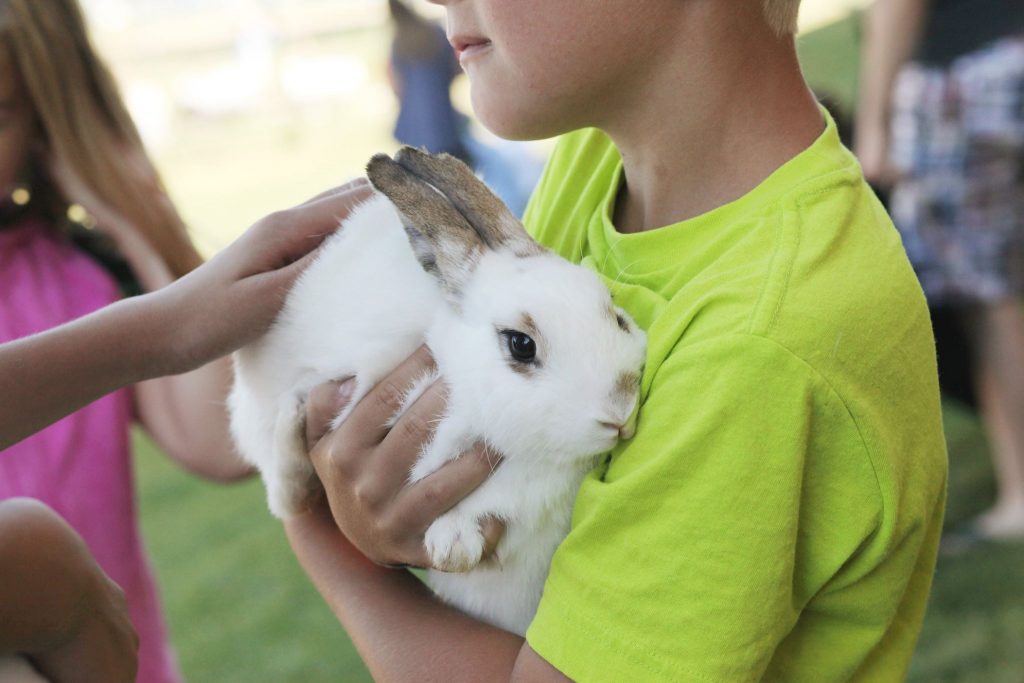 boy holding bunny